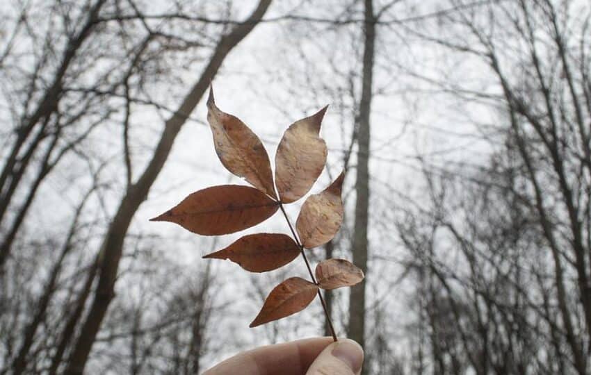 A hand holding up copper colored leaves against a gray sky.