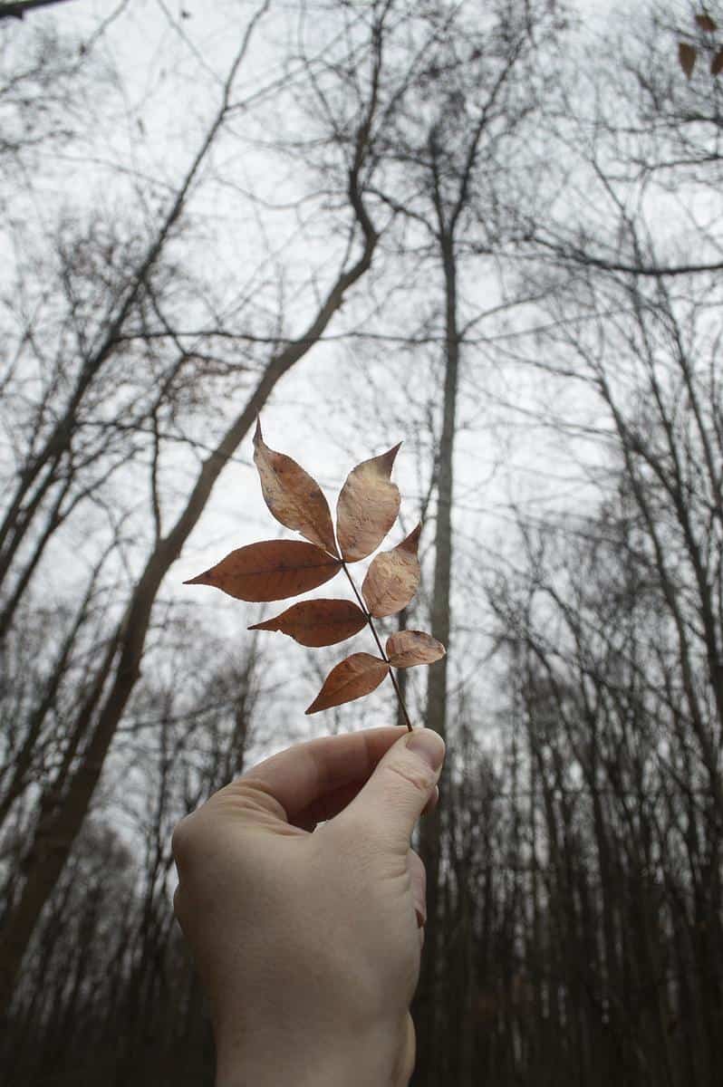 A hand holding up copper colored leaves against a gray sky.