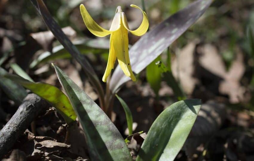 a bright yellow spring ephemeral trout lily popping up from the undergrowth