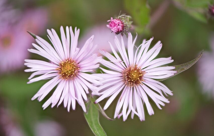 Two pink aster flowers in focus.