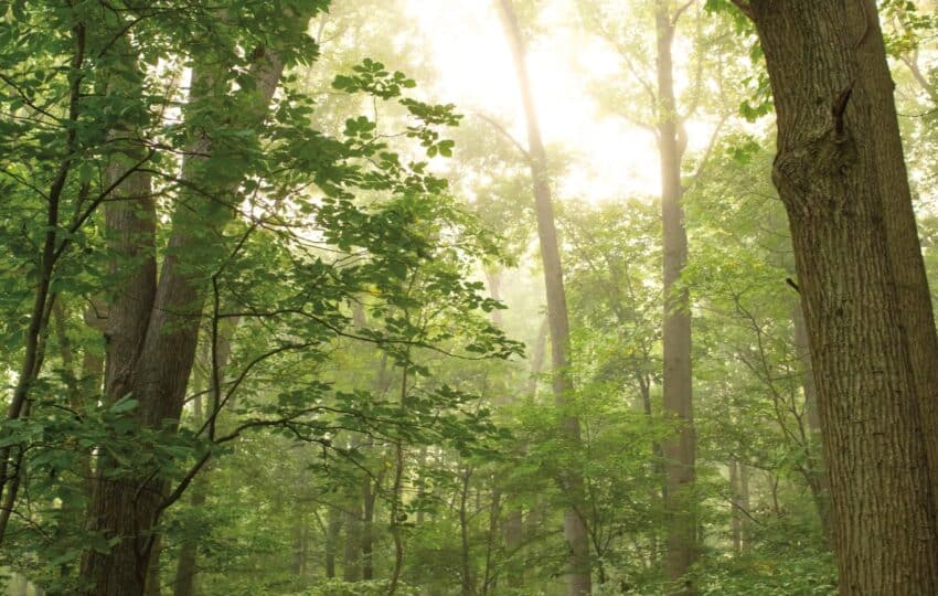 A forest of tall trees with green leaves.