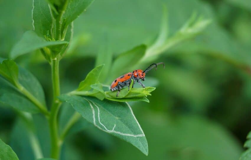 a red spotted beetle resting on green foliage