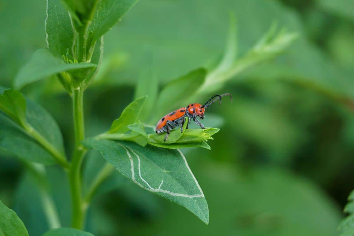 a red spotted beetle resting on green foliage