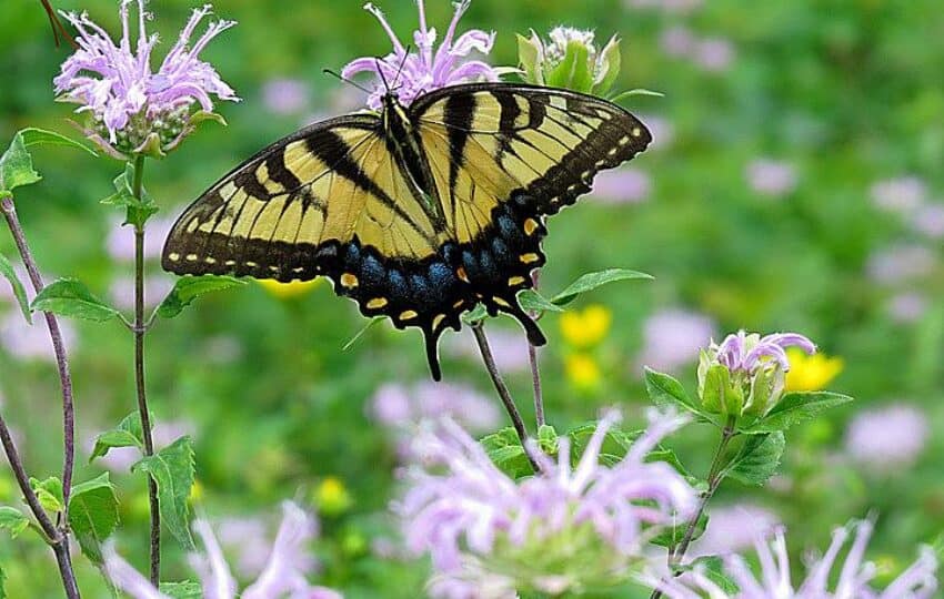 A tiger swallowtail rests in a meadow.