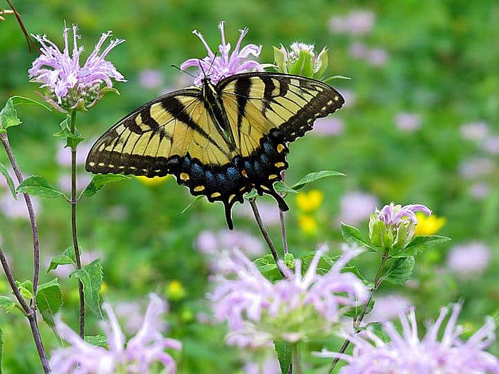 A tiger swallowtail rests in a meadow.