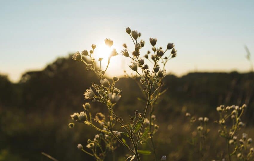a close up shot of wildflowers with small, white buds illuminated by an incoming sunset behind them.
