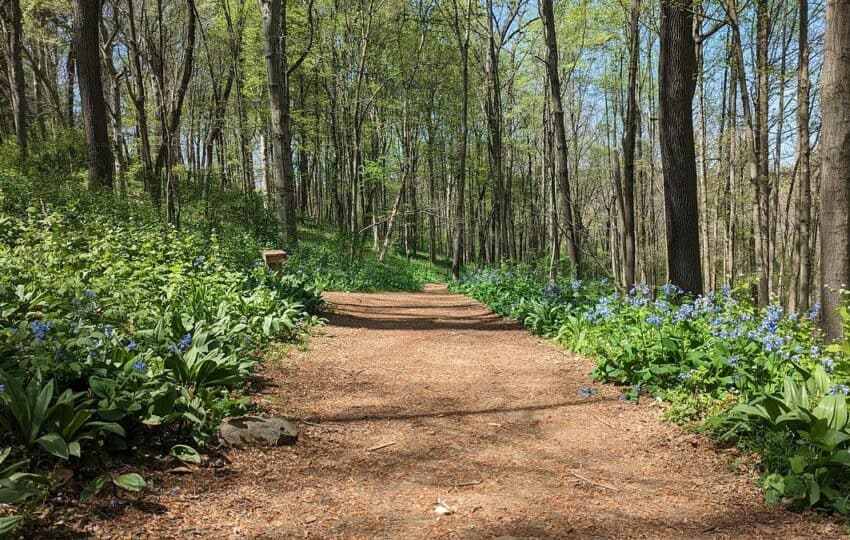 A dirt path lined by bluebells in early spring.