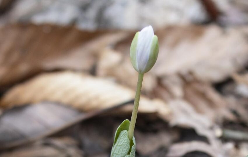 bloodrot petal poking out from a bed of dead leaves in early spring.