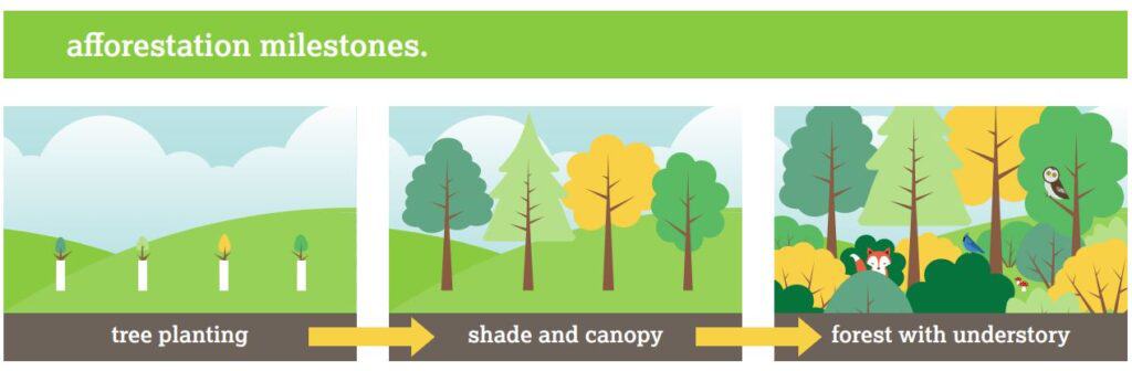 A graphic showing the process of afforestation from tree planting to shade/canopy to forest with understory