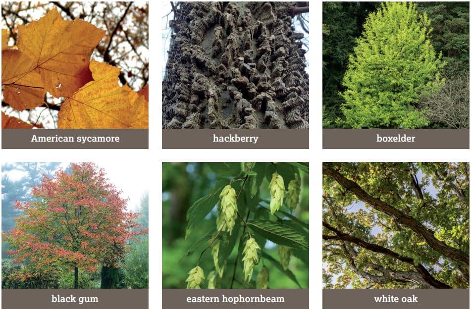 A collage of native tree species. 