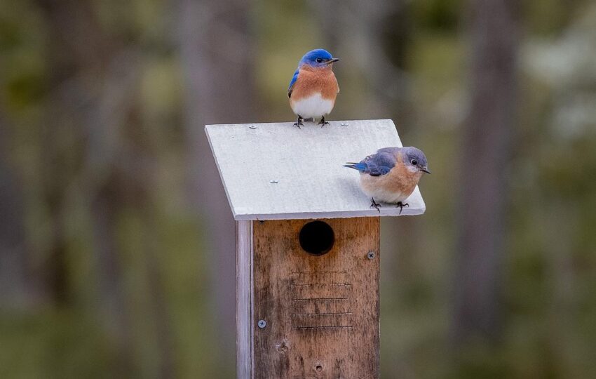 two bluebirds sit on a bird box in a meadow.