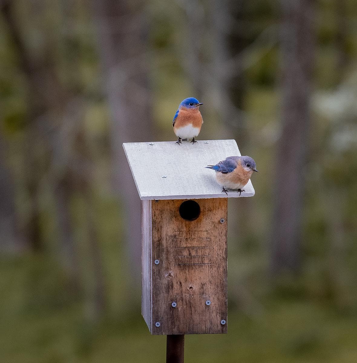 two bluebirds sit on a bird box in a meadow.