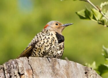 female Northern Flicker