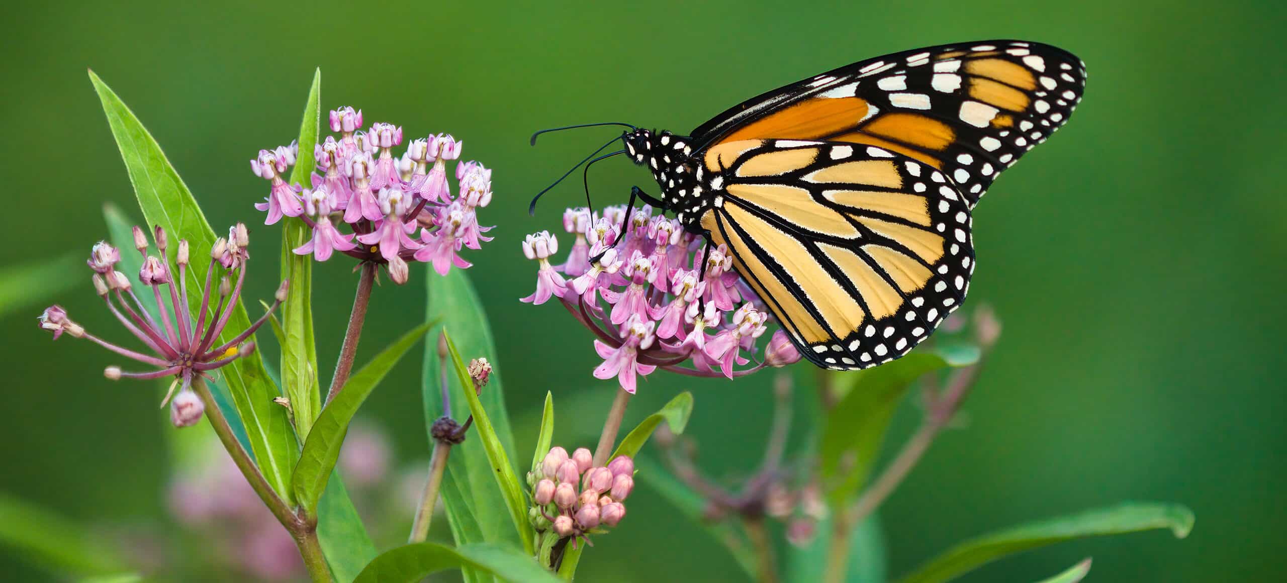 Monarch butterfly on milkweed plant