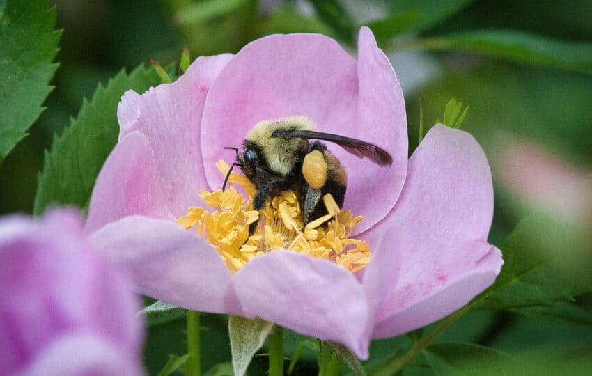 bee on Carolina rose