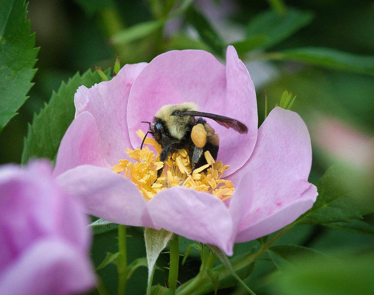 bee on Carolina rose