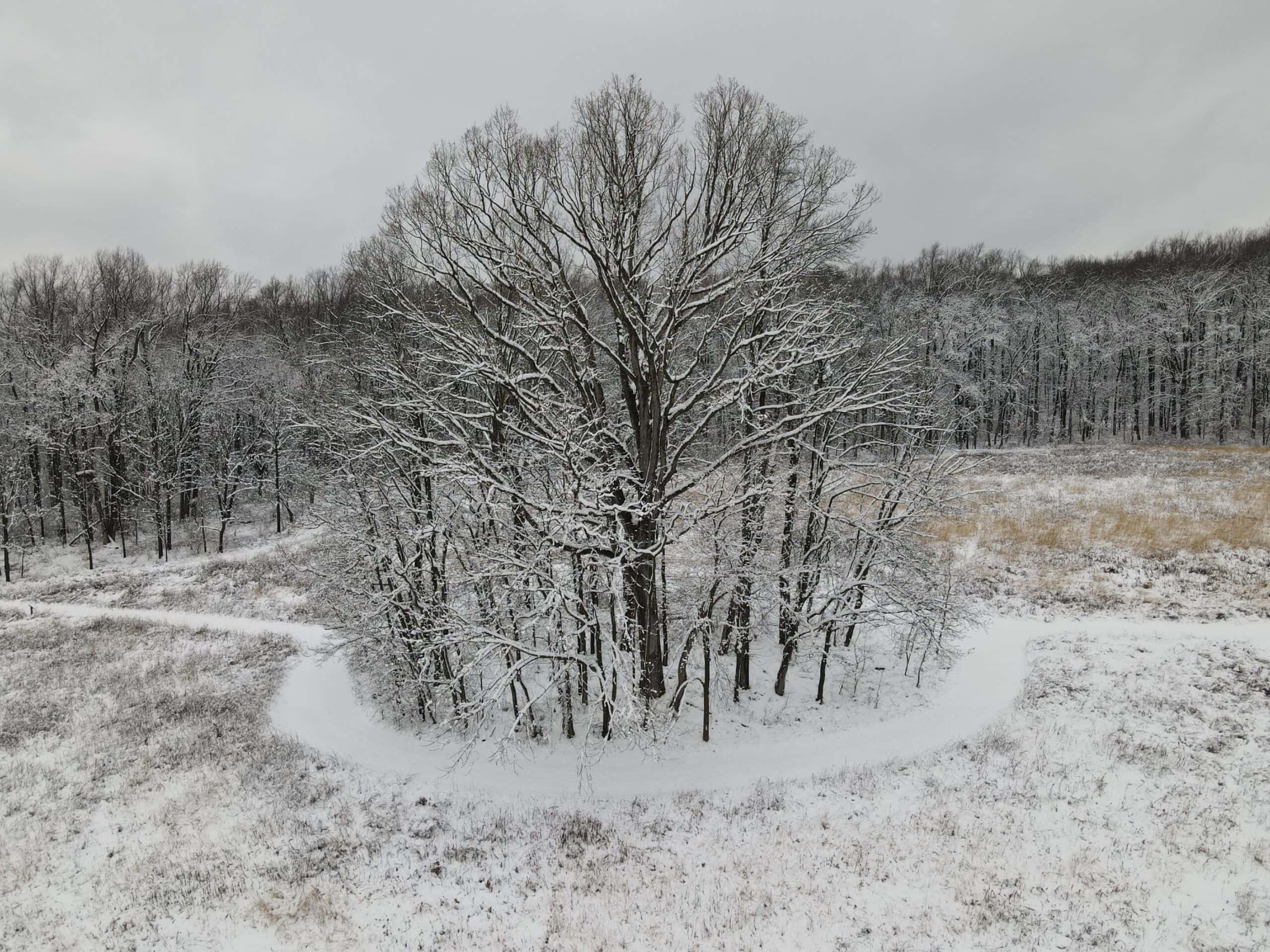 A grove of trees in a snowy meadow