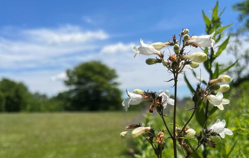 a close up of white flowers and an open field.
