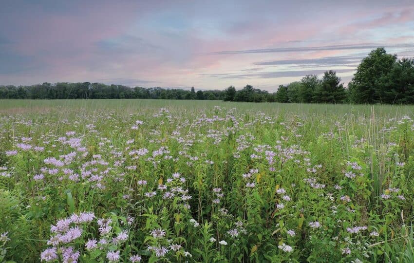 a cotton candy colored sunset over a bee balm filled meadow