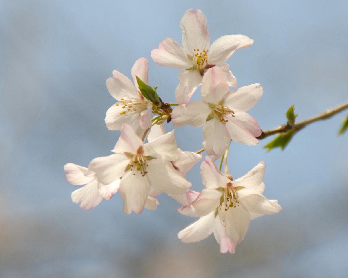 a close-up shot of small white and pink flowers growing from a thin branch.