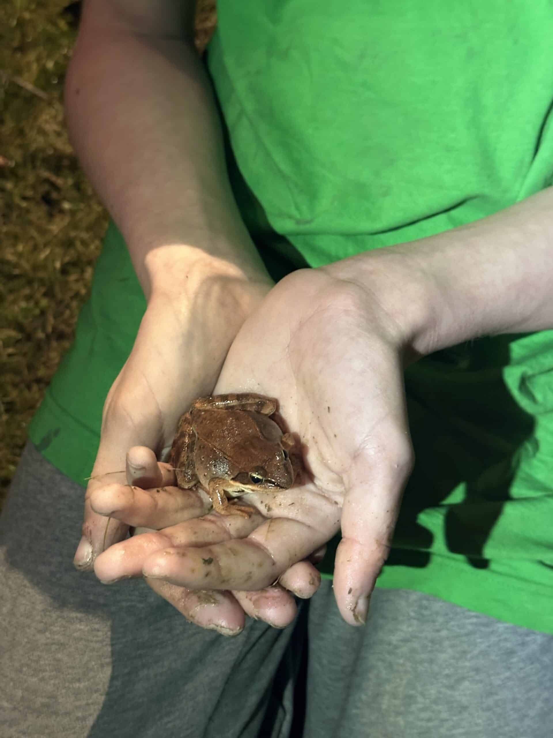 A person holding a wood frog in their hands.