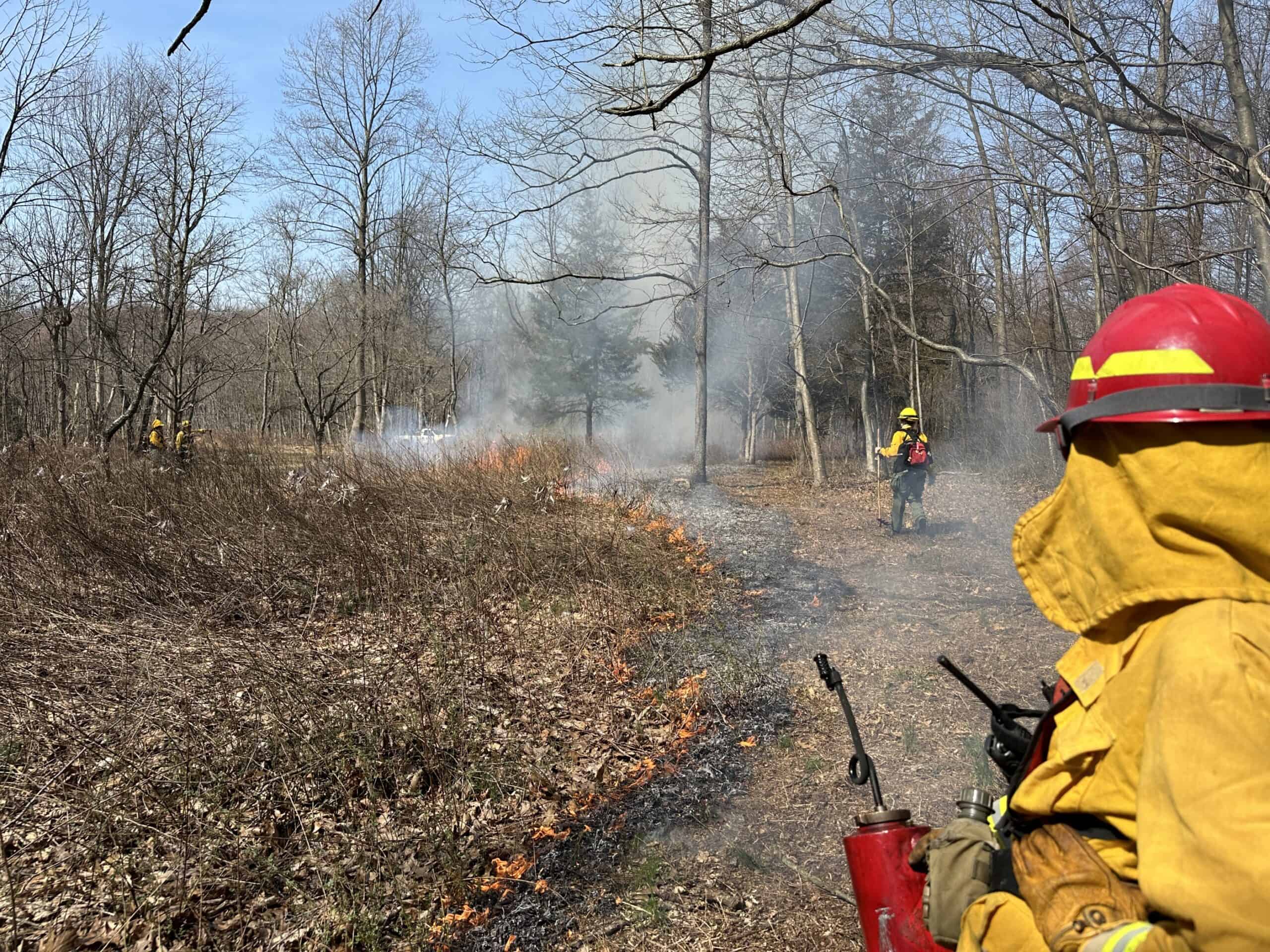 A woodland opening being managed with prescribed fire.