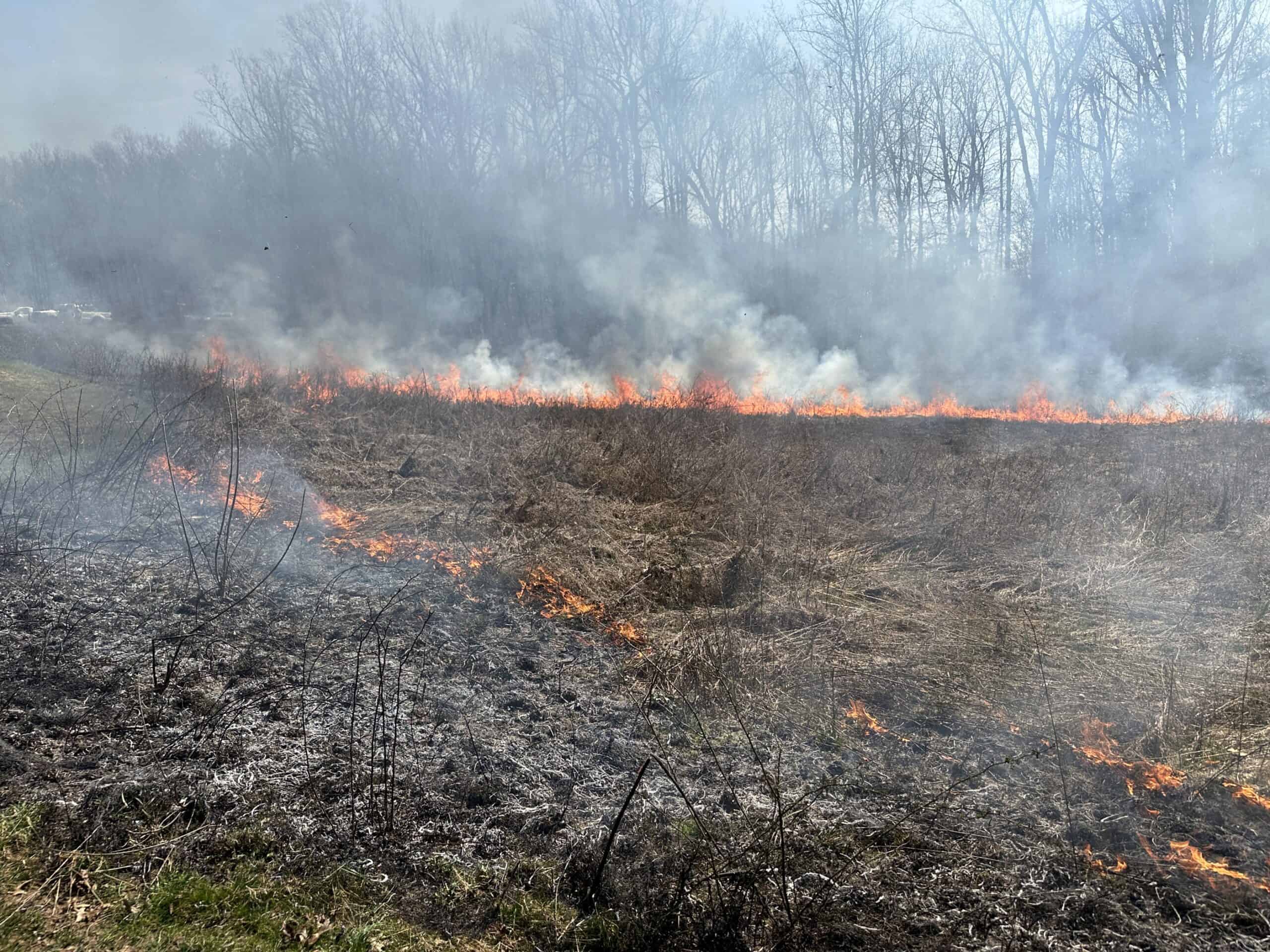 A meadow being burned to promote native species.