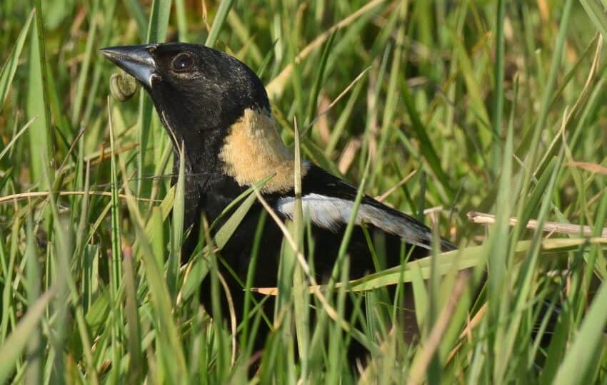 a Bobolink in the grass holding a grub