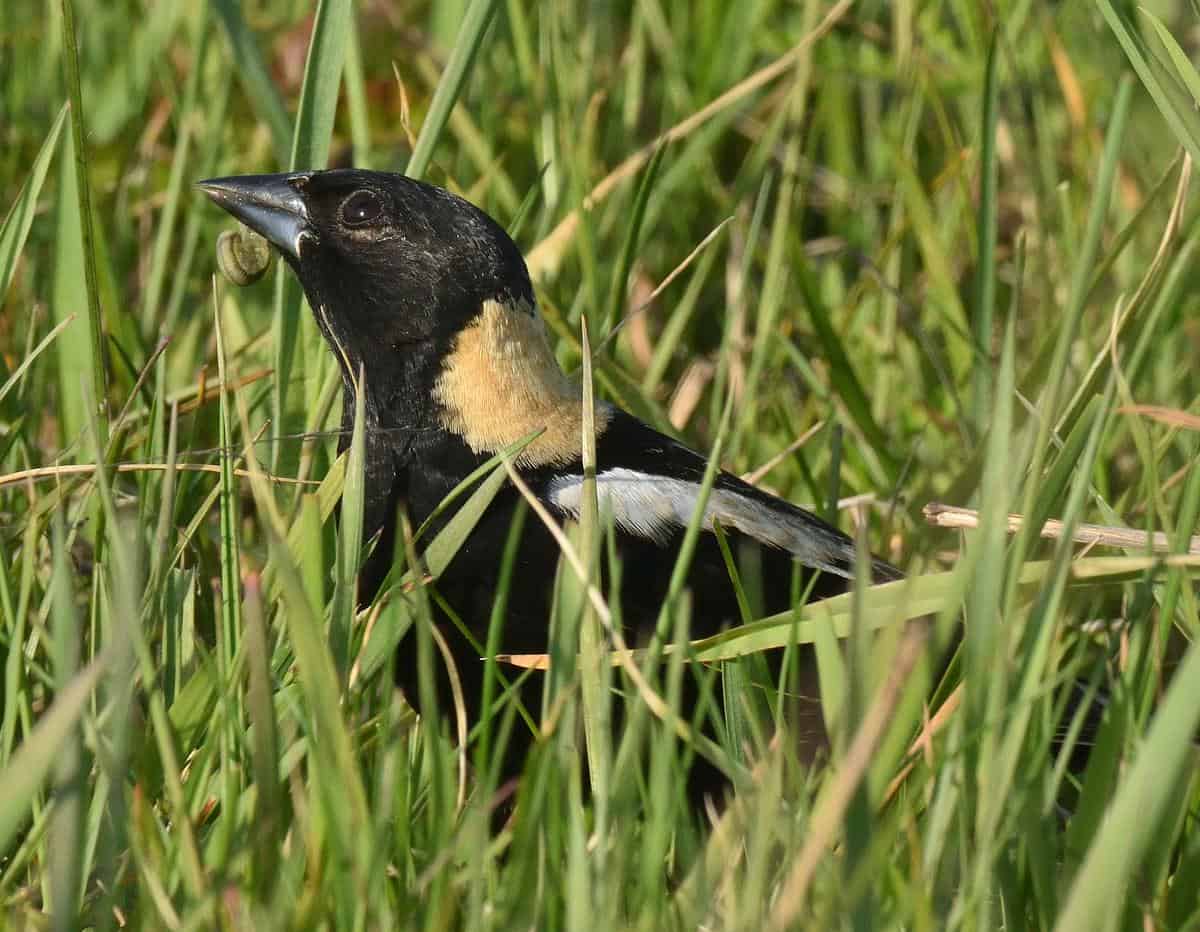 a Bobolink in the grass holding a grub