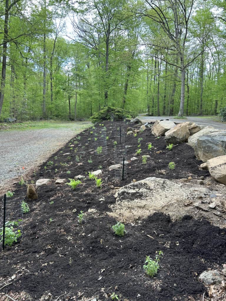 Finished planting bed with wildflowers mulched