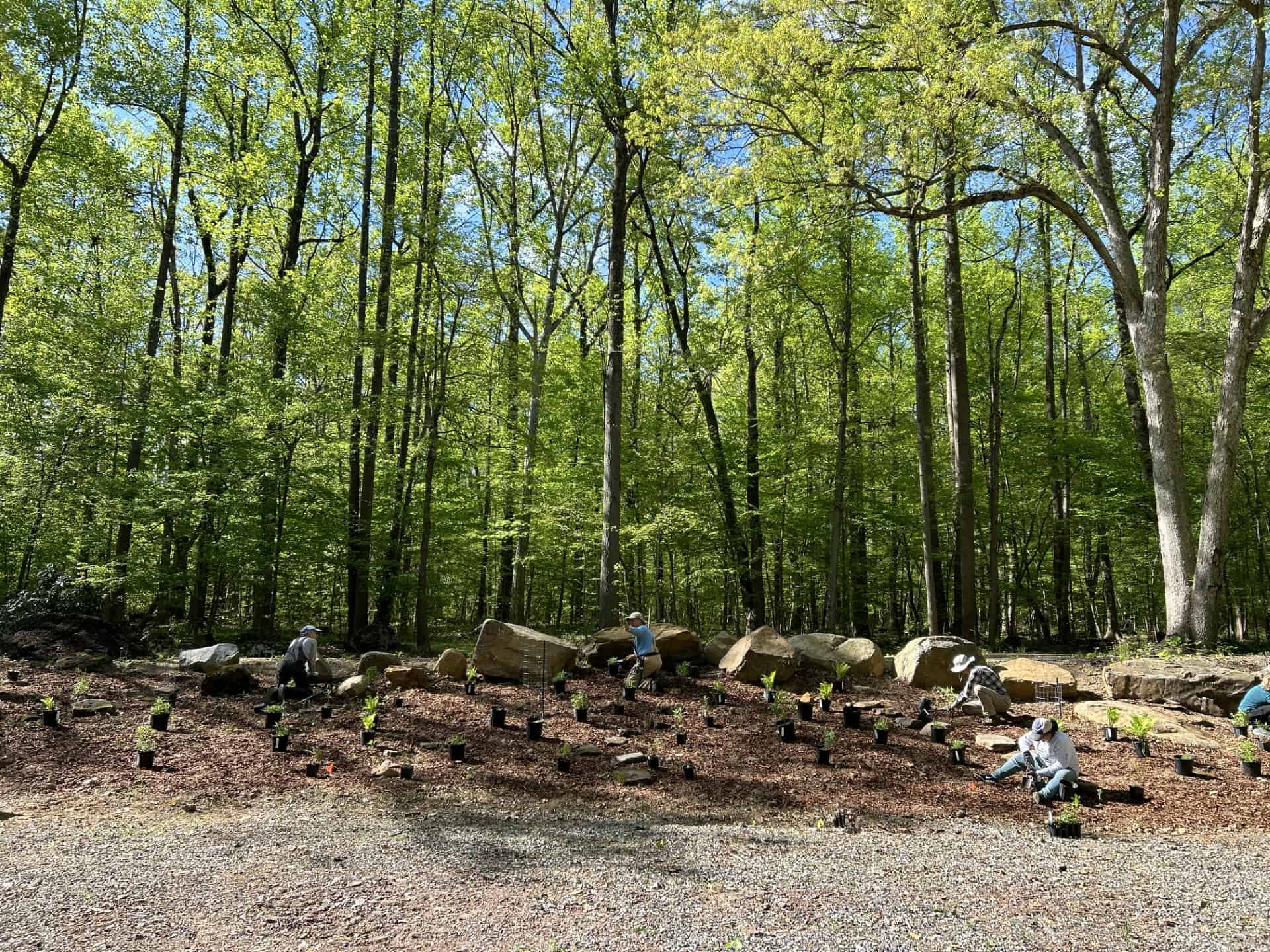 Volunteers planting wildflowers on bank in front of woods
