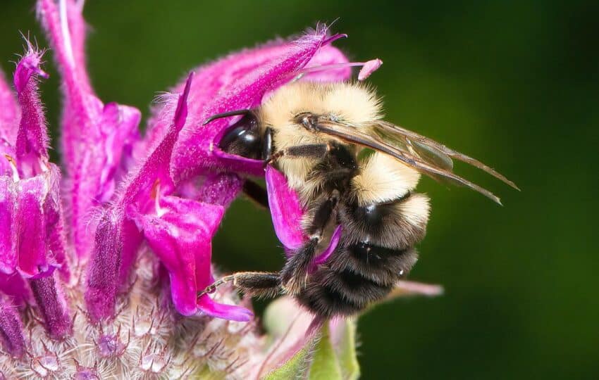 bumble bee on Judith's Fancy Fuschia bee balm