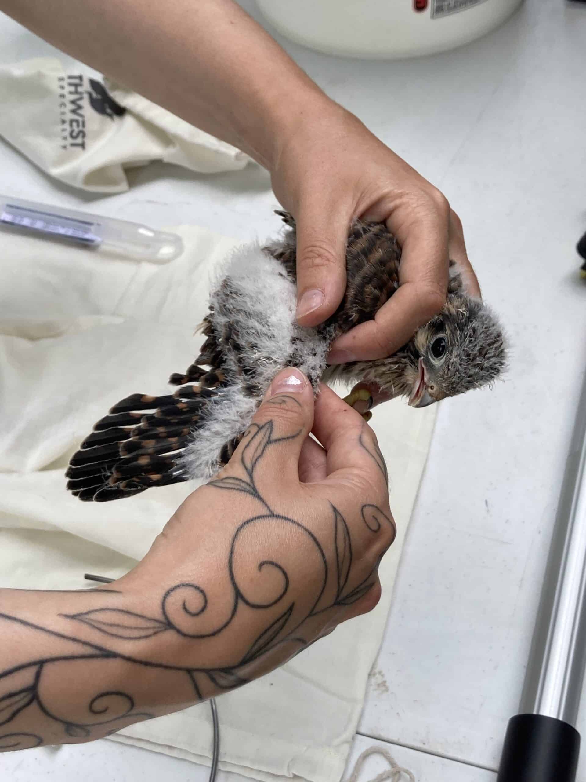 Female kestrel chick in professional bird bander's grip