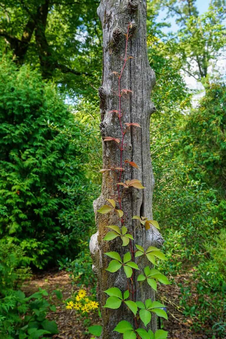 Virginia creeper vine climbs up a standing dead tree. Photo: Sam Nestory