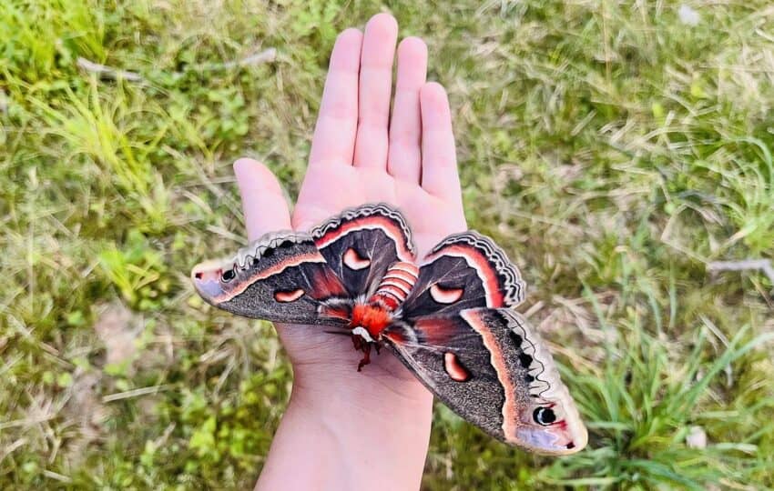 a female moth with black, red, and white spots resting on an outstretched hand