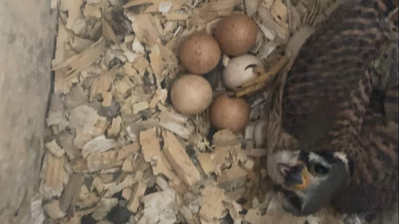 A kestrel sitting on eggs inside a nesting box.