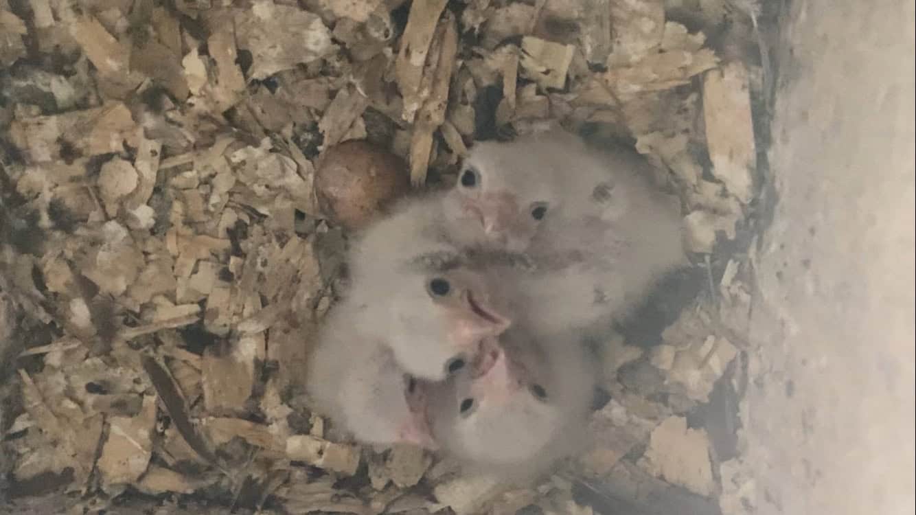 Kestrel chicks looking up inside a nesting box.