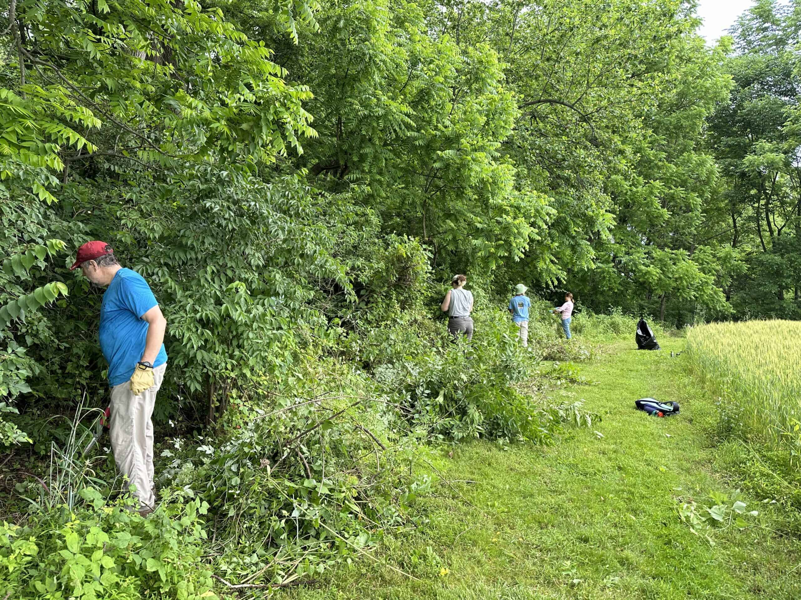 Volunteers cutting invasive vines and shrubs  in a hedgerow of lush foliage.