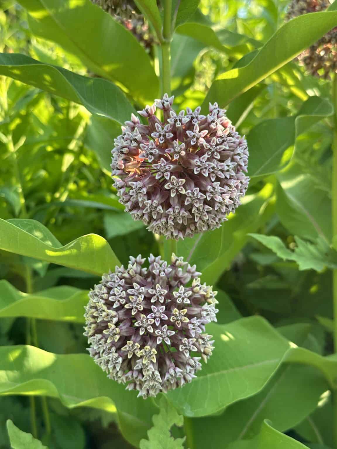 Crow's Nest: Milkweed season - Natural Lands