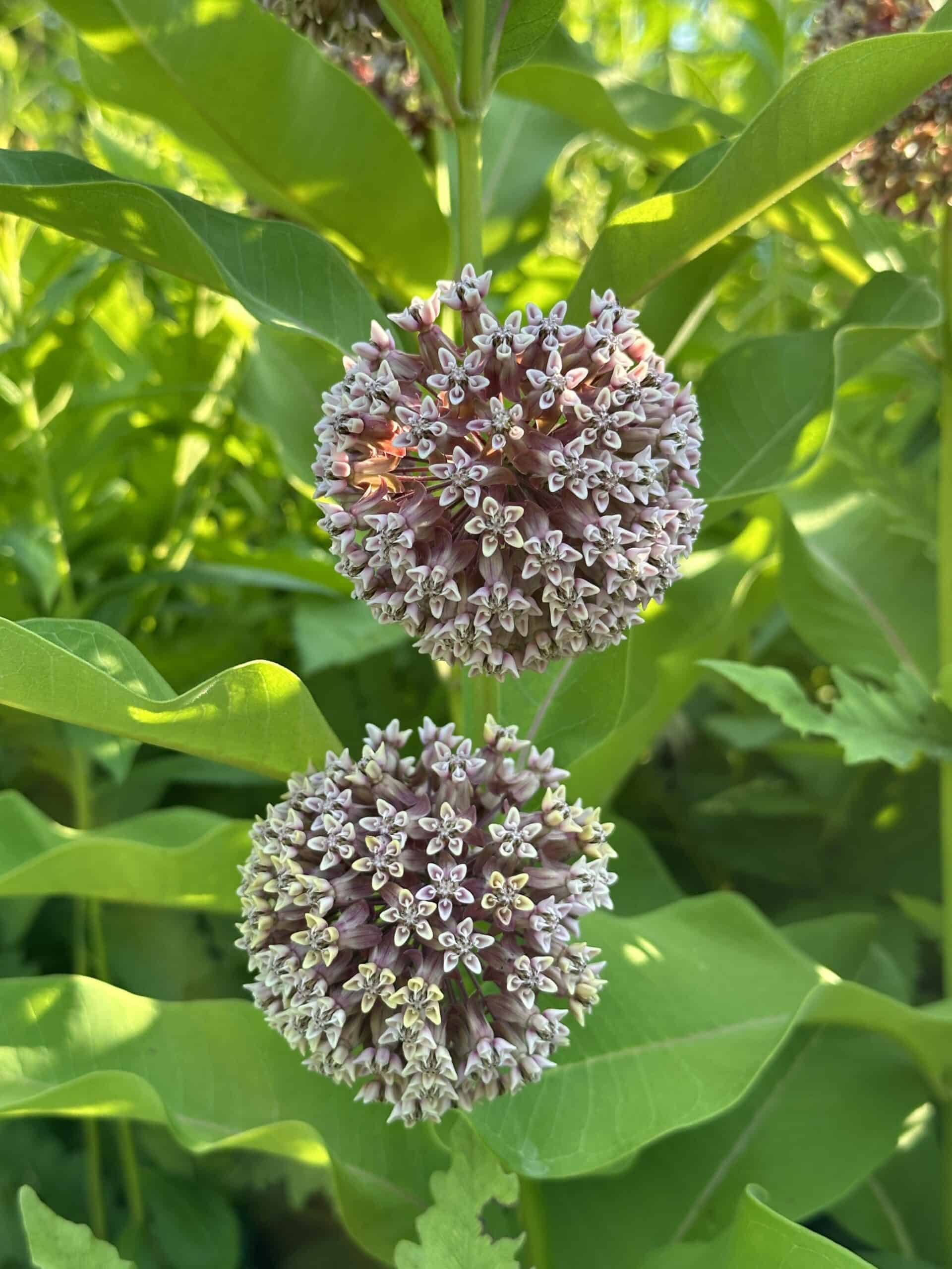 Ball-shaped clusters of pink flowers of milkweed.