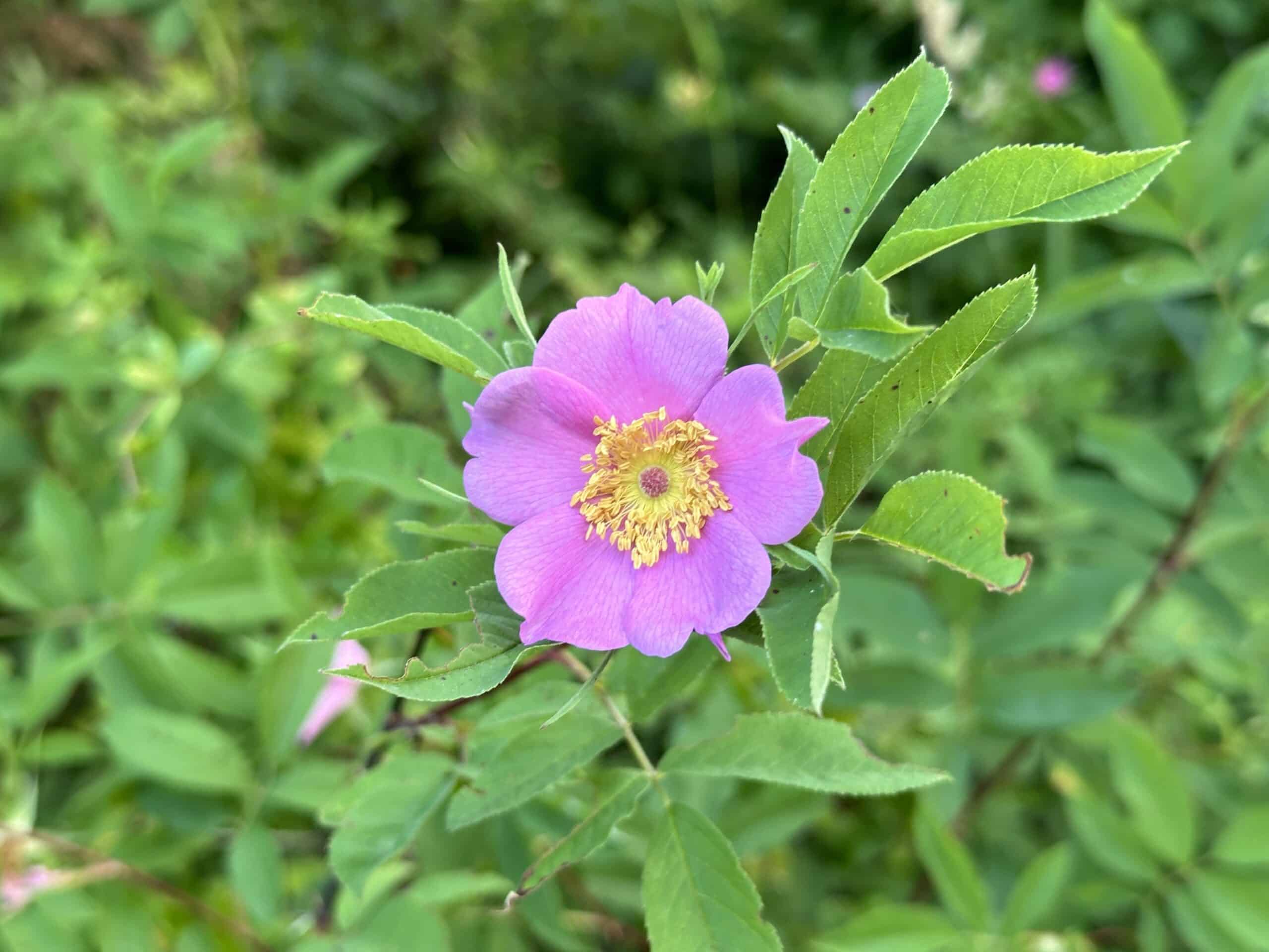 Flower of swamp rose with pink petals and yellow stamens.