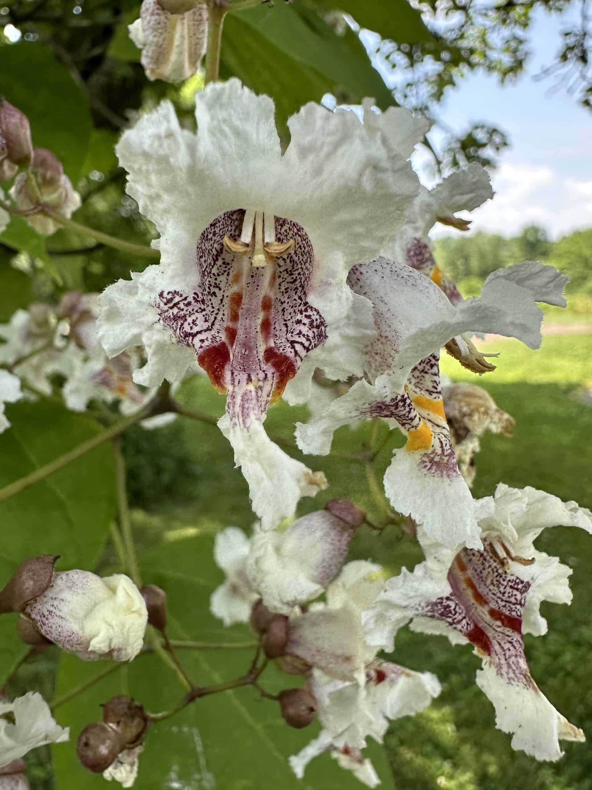 Closeup of the flowers of a catalpa tree: frilly white tubes with purple spots leading down the throat.