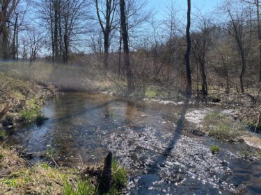 A stream winds through an early spring woodlands. 