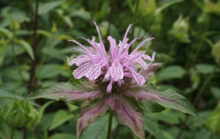 a purple flowering monarda