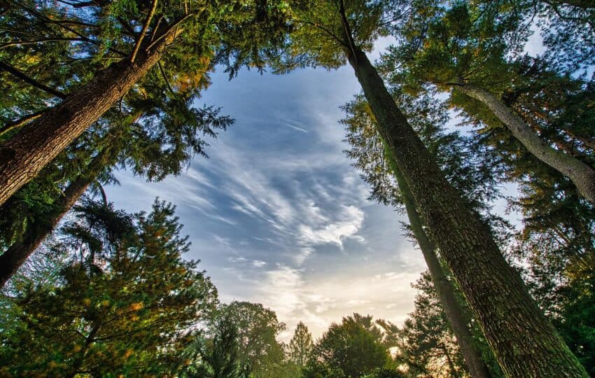 tall trees with morning sky and clouds