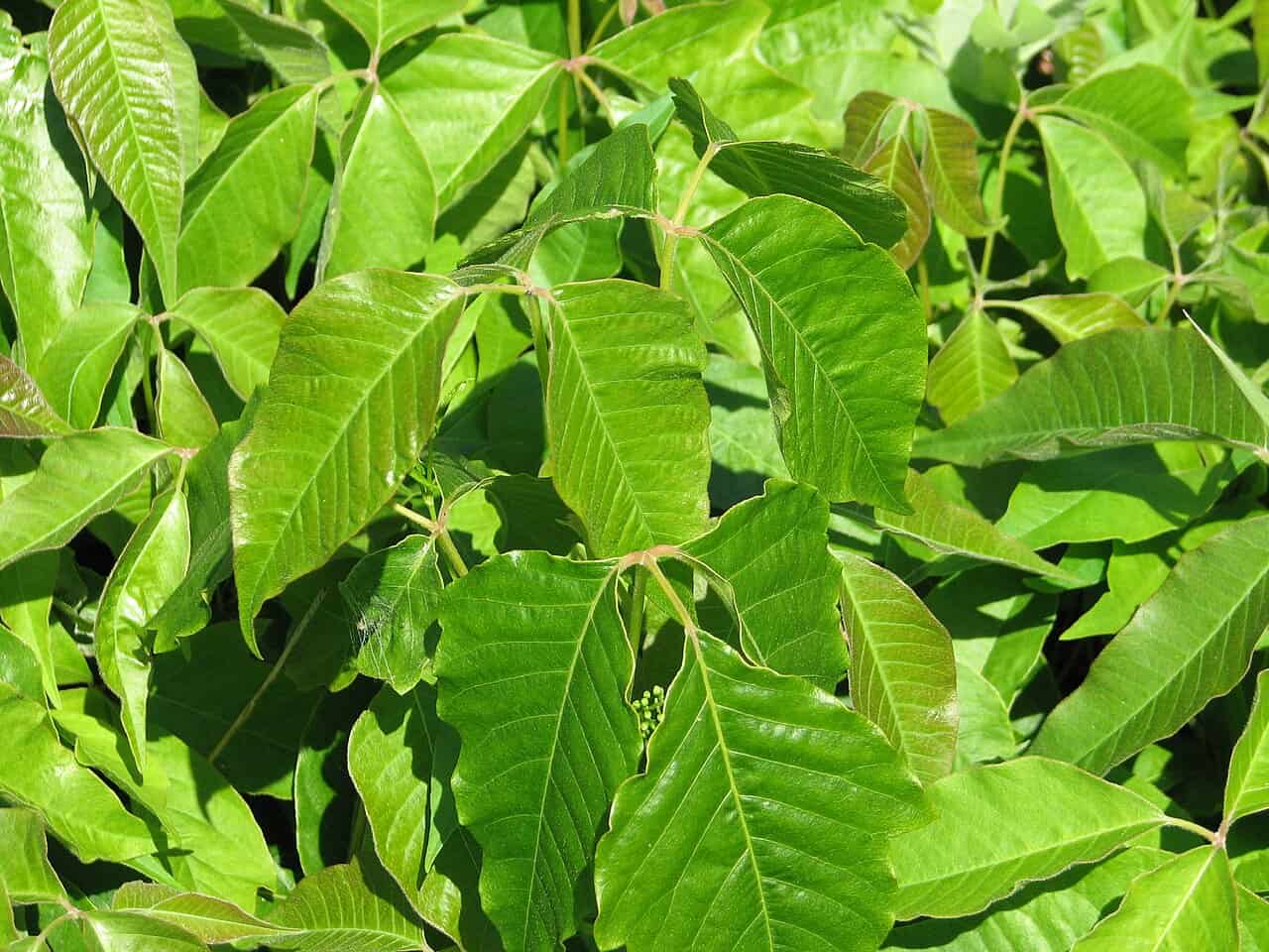 Leaves Of Three Or Leaves Of Five? - Natural Lands