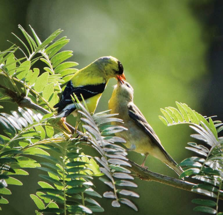 A pair of American Goldfinch on a branch.