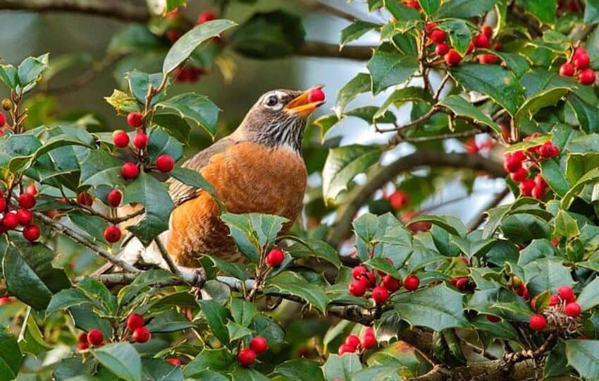 American Robin eating holly berries