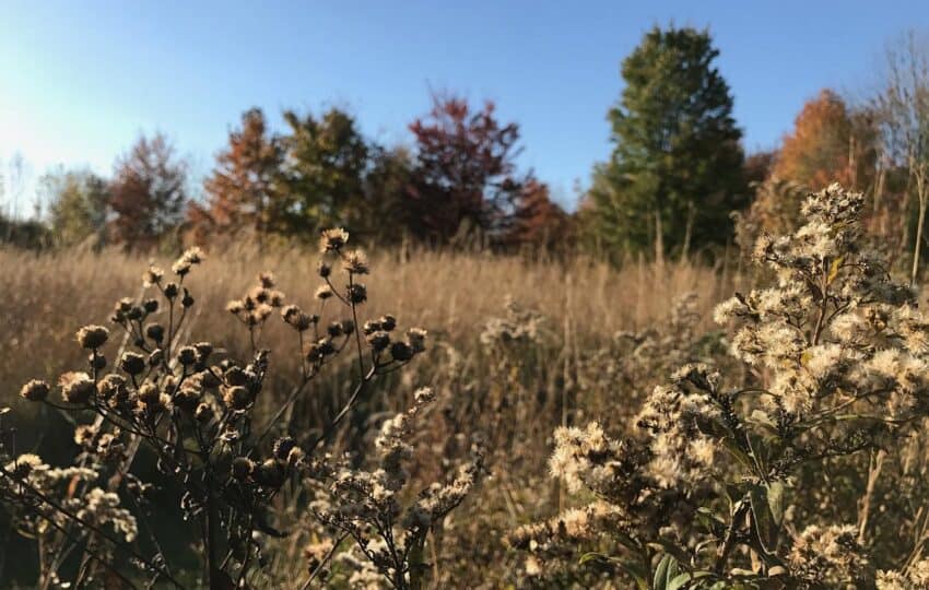 a fall meadow