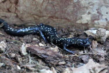 A dark gray salamander with yellow spots